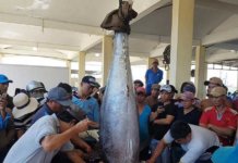 Во Вьетнаме поймали гигантских тунцов, 18 мая 2019 года