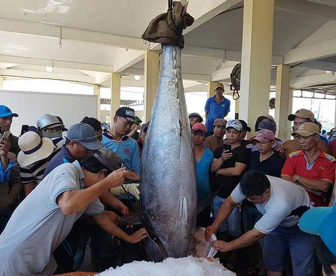 Во Вьетнаме поймали гигантских тунцов, 18 мая 2019 года
